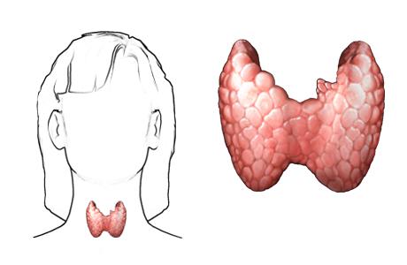 The Thyroid-Breast Cancer Connection