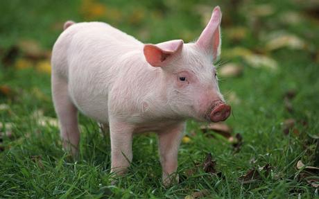 Pork may not be that healthy for you