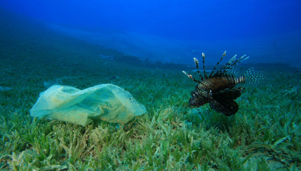 Environmental problem - a plastic bag litters a reef, beside a Lionfish