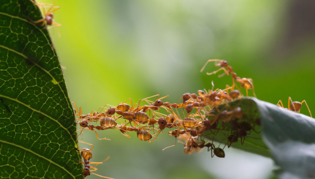 Ant bridge unity team