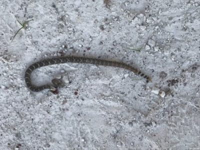 snake on caleche driveway