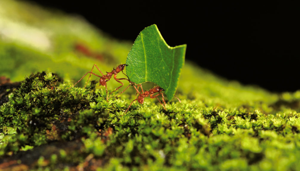 Leafcutter ants carry a snippet of leaf over a patch of moss. Carmelita, Belize.