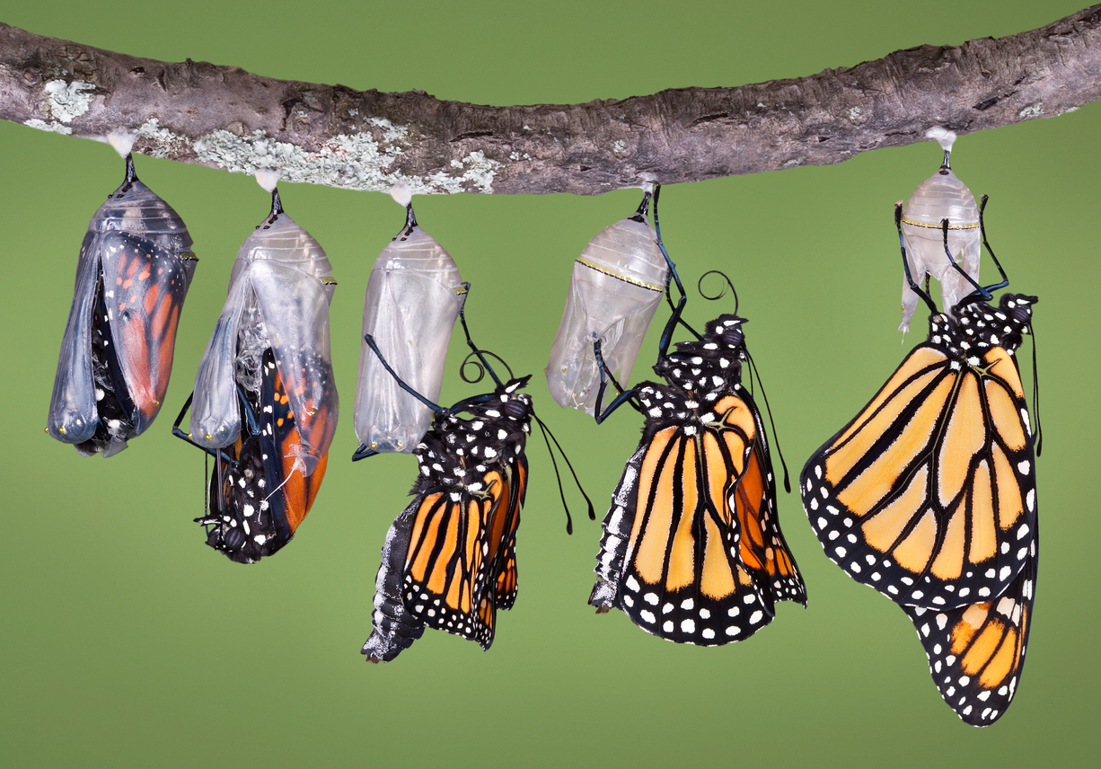 From a Chrysalis to a Butterfly