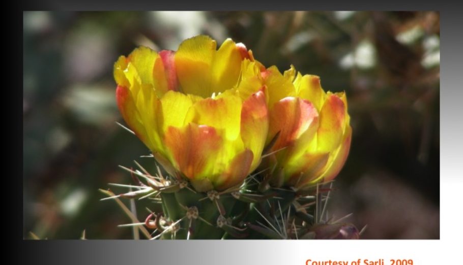 Blooming in the Desert - Plaid for Women