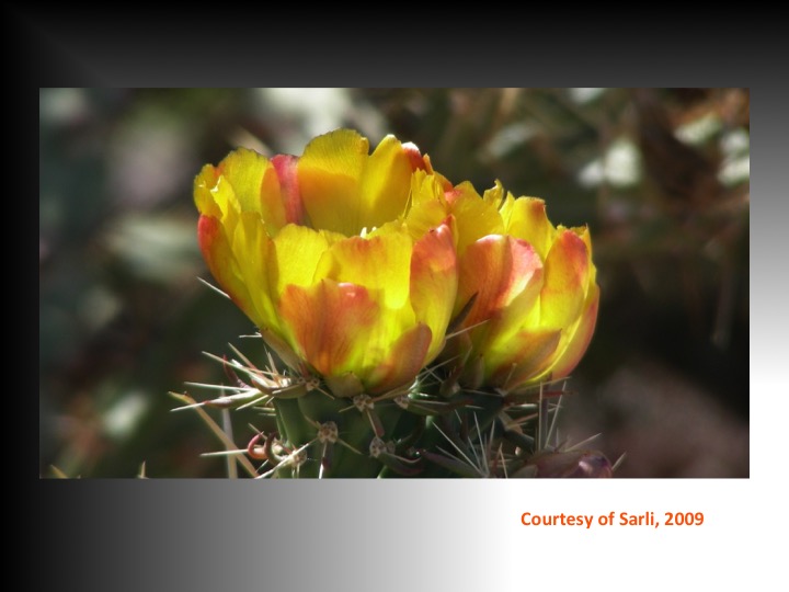 Blooming in the Desert