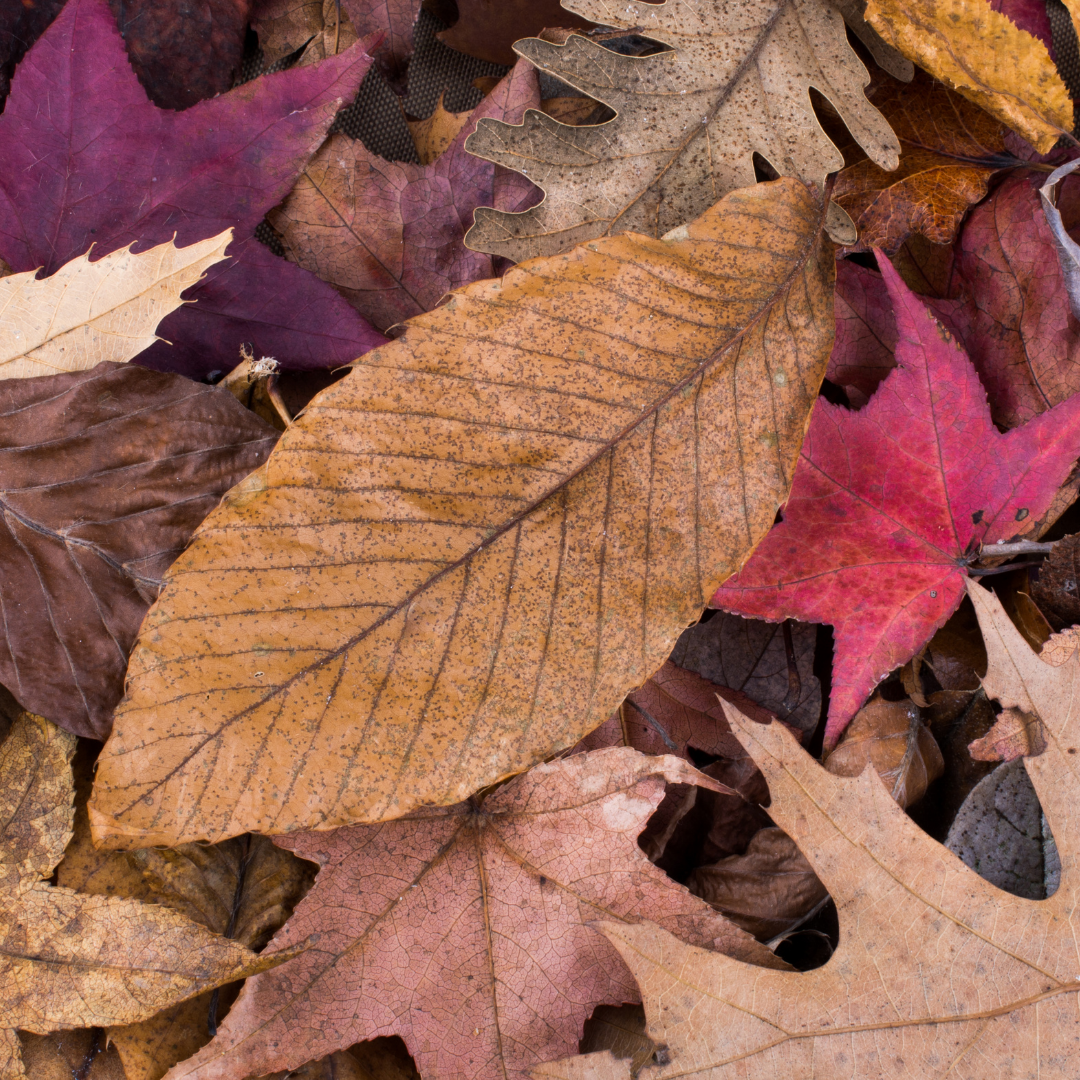 Dry Leaves Crunching Under My Feet