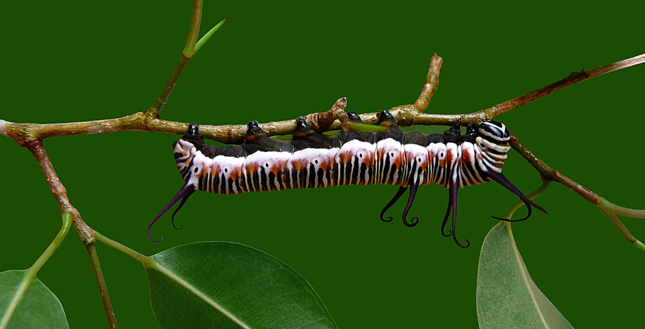 The Caterpillar and The Swimming Pool