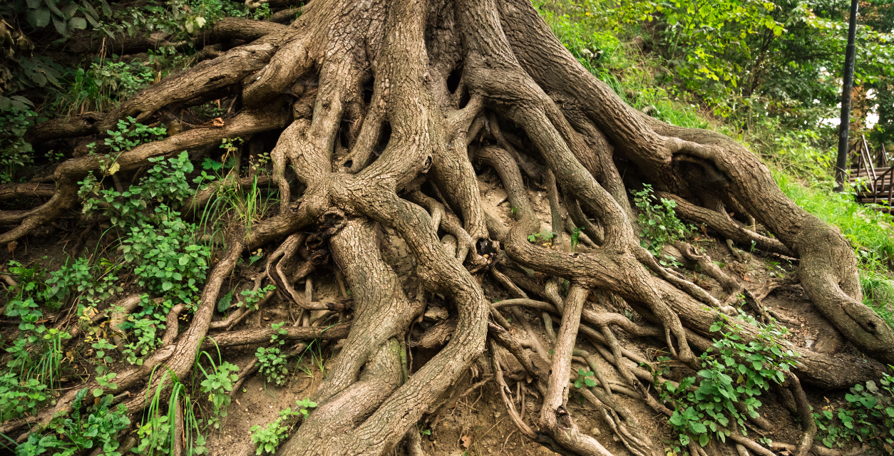 Roots
