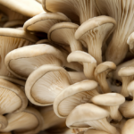 The Health Benefits of Mushrooms