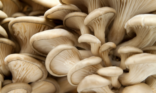 The Health Benefits of Mushrooms