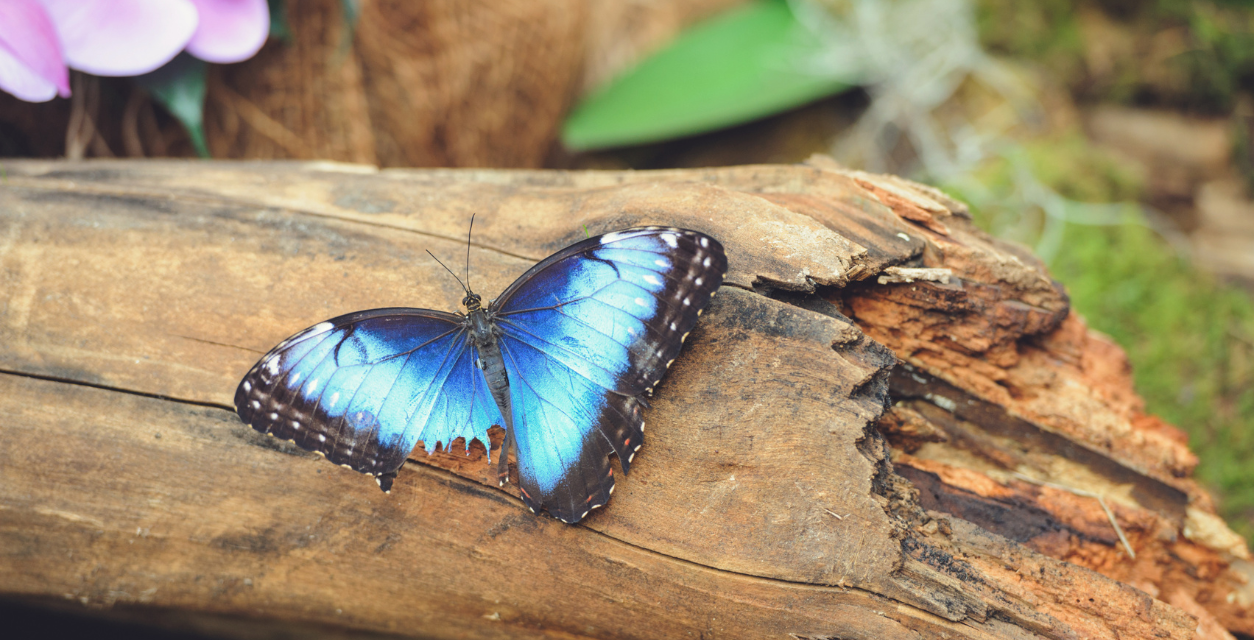 Broken Wing