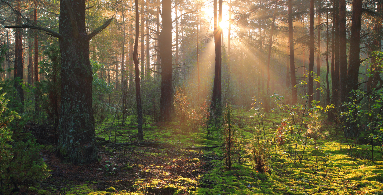 The Natural Reset: How Nature Nurtures