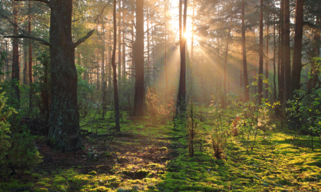 The Natural Reset: How Nature Nurtures