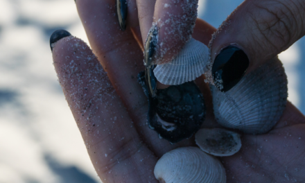 Sticks and Stones and Seashells and Stuff