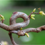Growth is Not Always Green: The Messy Middle of Growth