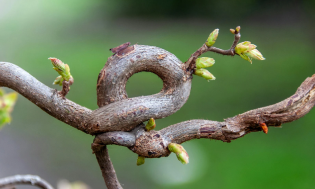 Growth is Not Always Green: The Messy Middle of Growth